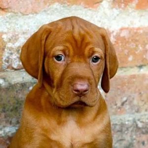 Meet your Posher, Dan